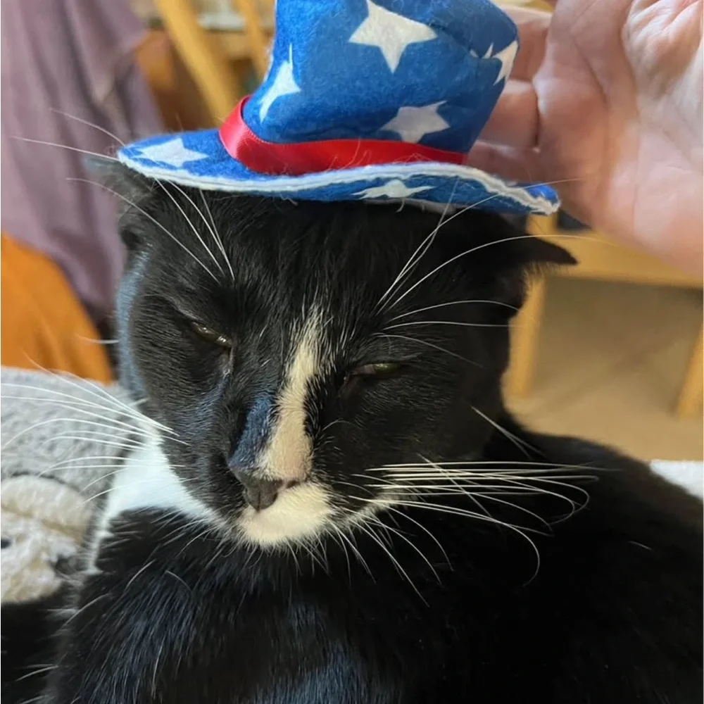 Patriotic Stars & Stripes Dog Outfit Set Large or Small (S fits Cats)